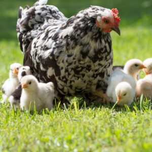Nanny McCluckins offers easy, fun & educational chick hatching experiences to families & schools! Fun things to do with the family!
