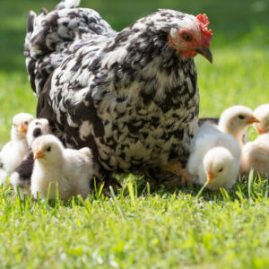 Chick hatching Homeschooling.jpg