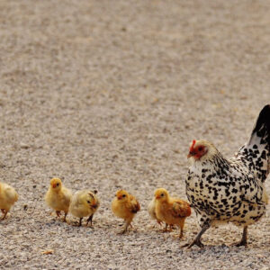 Edmonton Chick Hatching Experience