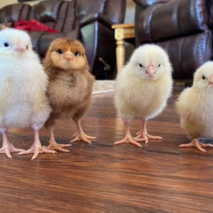 incubate chicks at home